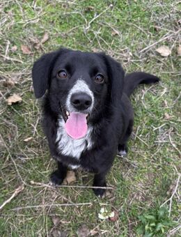 Liebe Lani sucht ihre Familie - Kleinostheim