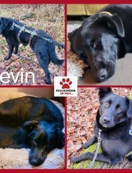 junger Levin wartet in Frankfurt ..... - Margetshöchheim