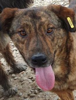 SAVI-freundliche,nette Hündin,60 cm - Rösrath