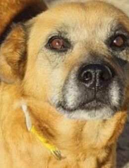 TELKA - die kleine Grauschnute! - Sulzbach-Laufen