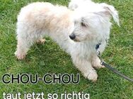 CHOU-CHOU sucht liebevolles Zuhause - Kreuth