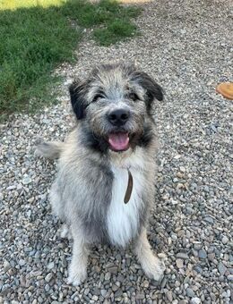 Smoky wartet auf eine Familie für immer - Dittelbrunn