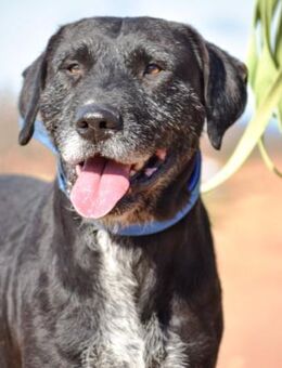 Basquiat sucht ganz dringend ein Zuhause - Laatzen