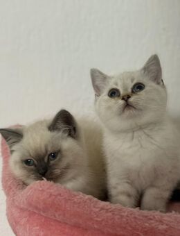 Katzen Kitten - Gladbeck Zentrum