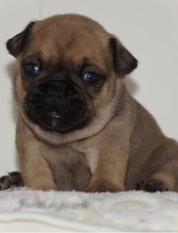 Französische Bulldoggen Welpen von ausgewerteten Elterntieren mit Ahnentafel - Frankfurt (Main)