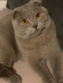 British Kurzhaar Mix Kater in 56564