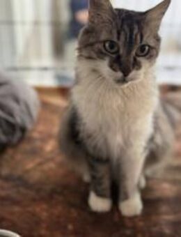 Miss Bowle - charmantes Zuhause gesucht - München