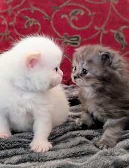 Perser/Heilige Birma Kitten - Gardelegen (Hansestadt)