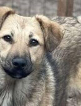 Mara - Die Neugierige 🐾 - Elsdorf (Nordrhein-Westfalen)