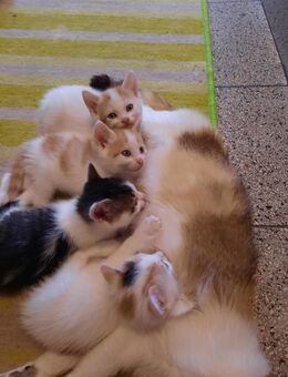 4 Babykatzen suchen liebevolles zu Hause - Burglengenfeld