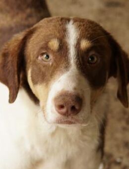 Cash, geb. ca. 05/2020, GRIECHENLAND - Markdorf