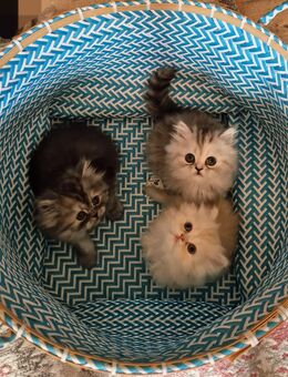 3 süße Perser Kitten suchen liebevolles Zuhause - Waldkirch