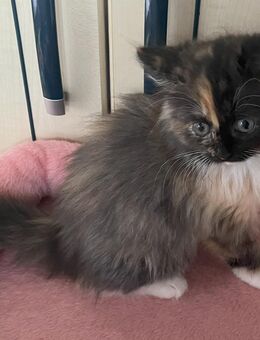 Wunderschöne reinrassige Ragdoll Kitten - Walsdorf (Bayern)