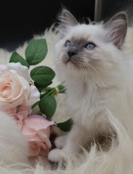 Liebevolle Ragdoll Kitten suchen ihr Für-Immer-Zuhause <3 - Hilgertshausen-Tandern