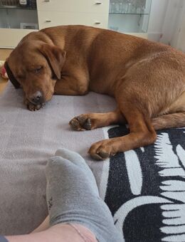 Labrador Mädchen zu verkaufen - Herrstein