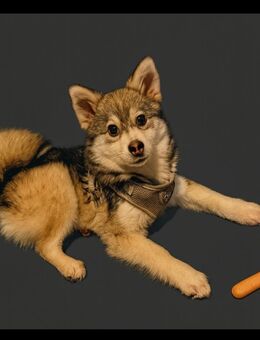 pomsky rüde - Stadthagen Zentrum