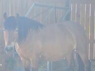 Reitpferd/Schulpferd - Raguhn-Jeßnitz