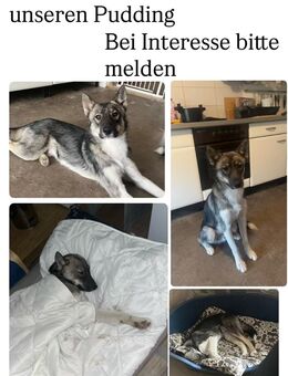 HuskyBorder mix - Schwedt (Oder)