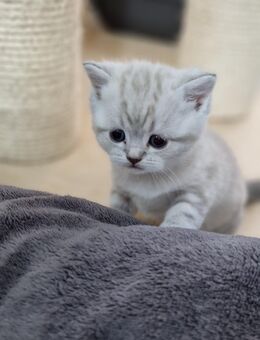 Reinrassige BKH Kitten in SONDERFARBEN - Stuttgart