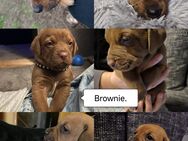 Vizsla-Sheppard-Mix Welpen - Angern