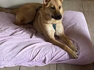 Traumhund sucht ihr für immer Zuhause! - Teisnach