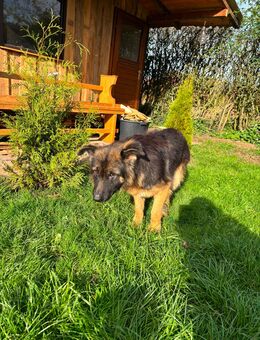 Süßes Schäferhund Mädchen sucht 5⭐️Zuhause - Breitengüßbach