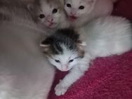 Katzenbabys/ kitten - Salzgitter
