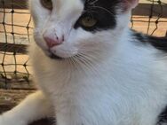 Entzückender Kuhkater Panda 1 Jahr - Stelle