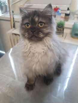 Perser Mix Katze 5 Monate alt - Berlin