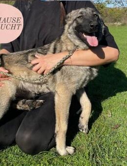 Aufgeschlossene VERESA sucht Zuhause ❤️ - Saarbrücken