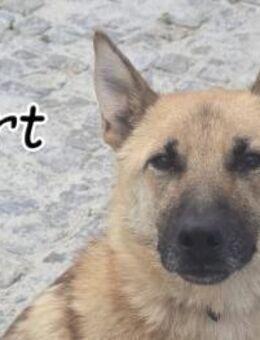 Bringen Sie Bart näher an sein Glück💖 - Essingen (Rheinland-Pfalz)