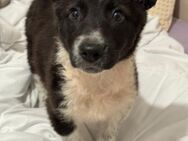 TELMA 💕 - fröhlich, frech, intelligent - Marienfließ