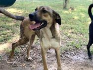 Tierschutzhündin Nena sucht Zuhause - Berlin