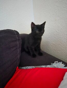 Europäische kurzhaar Katze - Hanau (Brüder-Grimm-Stadt)