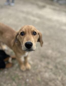 Smokie - Lernfreudiger Junghund - Berlin