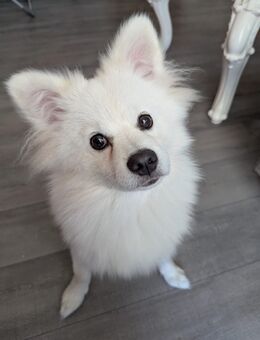 8 Monate junger Hund zu verkaufen - Neubrandenburg