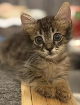 Theodora 🐾 hat einen Schutzengel 👼🏼 - Kirchheim (München)