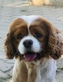 🐶 Bambi Cavalier King Charles Hündin - Kassel