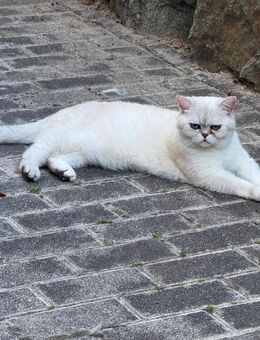 Britisch kurzhaar Katze 2 Jahre alt. Sterilisiert - Kenn