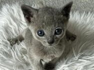 Reine Russisch Blau Kitten - Oberkrämer