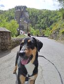 Goldie sucht ihr Zuhause für immer! in 56333