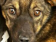 Lali ist eine schüchterne Hündin 🐾 - Elsdorf (Nordrhein-Westfalen)
