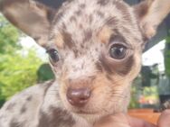 Chihuahua kurzhaar Mädchen in schoko merle sucht bald ein zuhause - Krefeld