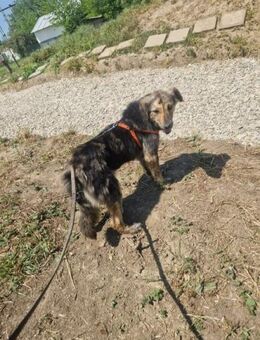 Grace; verletzt und krank geborgen - Geilenkirchen