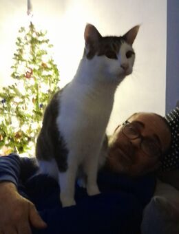 2 Hauskatzen - Frankfurt (Main)