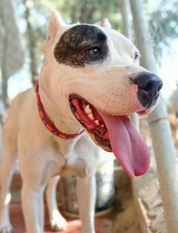 ANA - entsorgt über den Zaun....... - Kempen