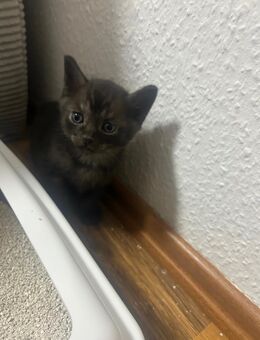 Burma/BKH Kitten - Cloppenburg Zentrum