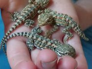 Zwergbartagamen Babys Pogona Henrylawsoni - Lüneburg