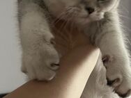 BKH Katze - Bonn