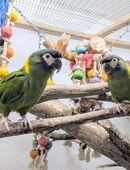 Goldnackenara in 66740